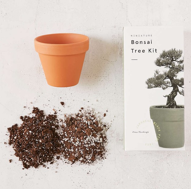 Indoor Bonsai Tree Kit | College Dorm Ideas: Dorm Decor Picks That Won't Break The Bank