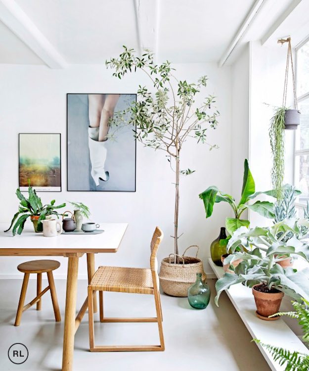 Indoor Plants | White Room Ideas: Eye-Catching Ways To Decorate A White Space